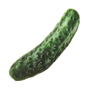 Squeaky Dog Chew Toy